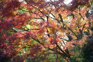 20161118 紅葉が始まりました　セイホウ・オンブラージュ前のヤマモミジ（山紅葉） (1)